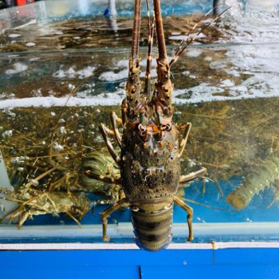 7 Địa chỉ bán tôm hùm tươi sống, chất lượng tại Hà Nội