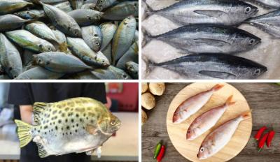 Cá Biển Đông Lạnh Nhập Khẩu – Tươi Ngon, Đầy Dinh Dưỡng Từ VIFOOD