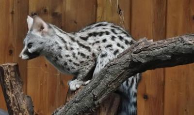 Cầy hương là gì? Giá bao nhiêu tiền hiện nay