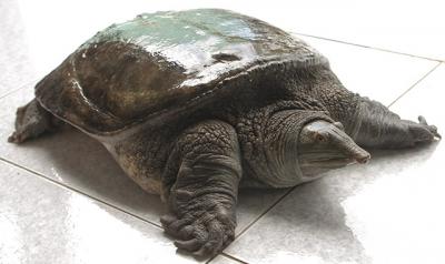 Giá Baba thịt hiện nay bao nhiều tiền 1kg 2022? Mua ở đâu